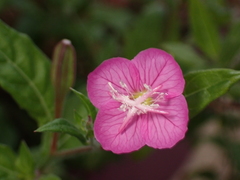 Oenothera rosea