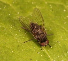 Lindneromyia dorsalis