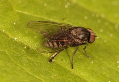 Lindneromyia dorsalis