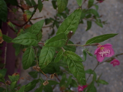 Oenothera rosea