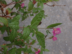 Oenothera rosea