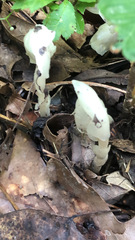 Monotropa uniflora