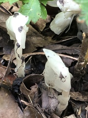 Monotropa uniflora