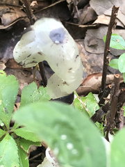 Monotropa uniflora