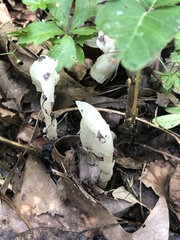 Monotropa uniflora