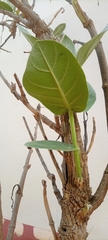 Calotropis procera