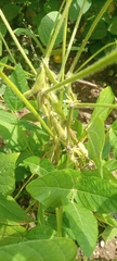 Fabaceae