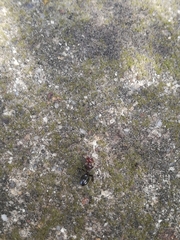 Camponotus lateralis