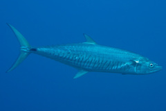 Scomberomorus commerson