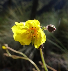 Potentilla ranunculoides