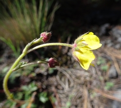 Potentilla ranunculoides