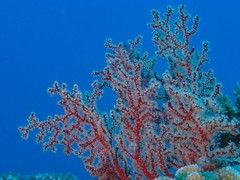 Chironephthya