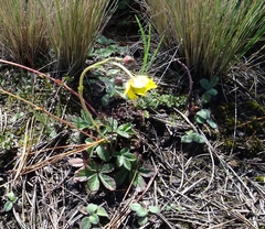 Potentilla ranunculoides