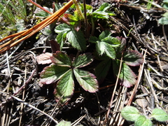 Potentilla ranunculoides