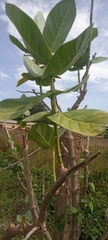 Calotropis procera