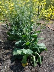 Brassica oleracea viridis