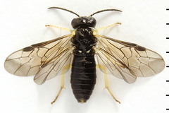 Aneugmenus coronatus
