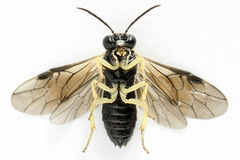 Aneugmenus coronatus