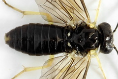 Aneugmenus coronatus