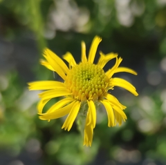 Limbarda crithmoides