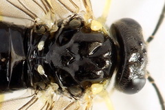 Aneugmenus coronatus