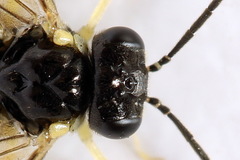 Aneugmenus coronatus