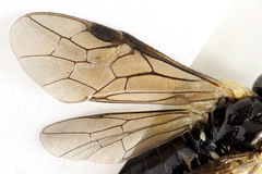 Aneugmenus coronatus