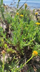 Limbarda crithmoides