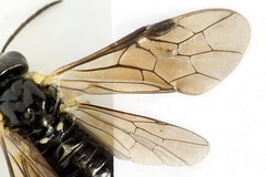 Aneugmenus coronatus