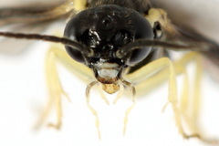 Aneugmenus coronatus