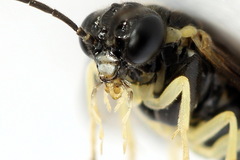 Aneugmenus coronatus