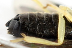 Aneugmenus coronatus