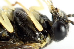 Aneugmenus coronatus