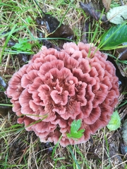 Podoscypha multizonata