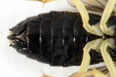 Aneugmenus coronatus