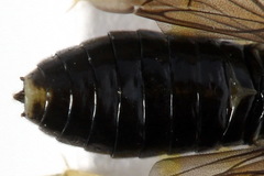 Aneugmenus coronatus