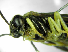 Aneugmenus coronatus