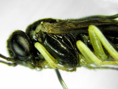 Aneugmenus coronatus