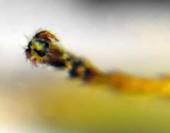 Aneugmenus coronatus