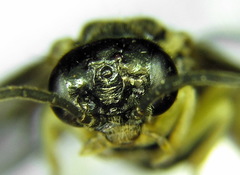 Aneugmenus coronatus