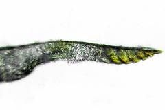 Aneugmenus coronatus