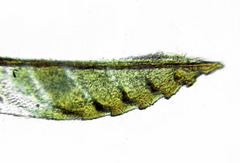 Aneugmenus coronatus