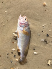 Stellifer lanceolatus