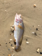 Stellifer lanceolatus