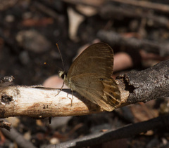 Hypocysta pseudirius