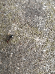 Camponotus lateralis