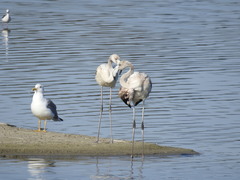 Phoenicopterus roseus