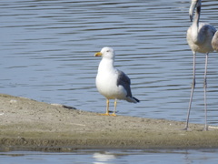 Larus michahellis