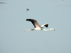 Phoenicopterus roseus