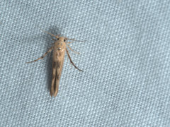 Stathmopoda hyposcia